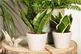- Sansevieria trifasciata 'Hahnii Jade Pagoda'  - Sansevieria trifasciata 'Hahnii Jade Pagoda'