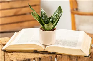 - Sansevieria trifasciata 'Hahnii'  - Sansevieria trifasciata 'Hahnii'