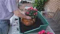 - Blumenkübel - Bepflanzen mit mehreren Sommerblumen  - Blumenkübel - Bepflanzen mit mehreren Sommerblumen