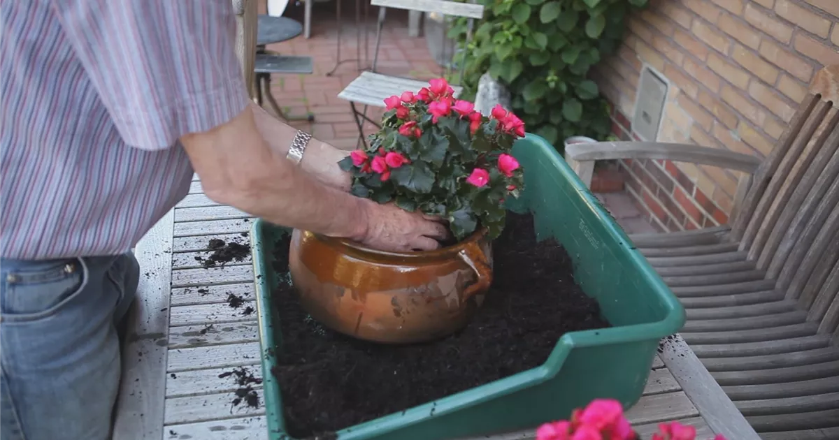  - Blumenkübel - Bepflanzen mit mehreren Sommerblumen