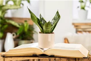 - Sansevieria trifasciata 'Hahnii'  - Sansevieria trifasciata 'Hahnii'