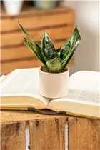 - Sansevieria trifasciata 'Hahnii'  - Sansevieria trifasciata 'Hahnii'