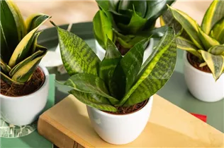 - Sansevieria trifasciata 'Hahnii'  - Sansevieria trifasciata 'Hahnii'