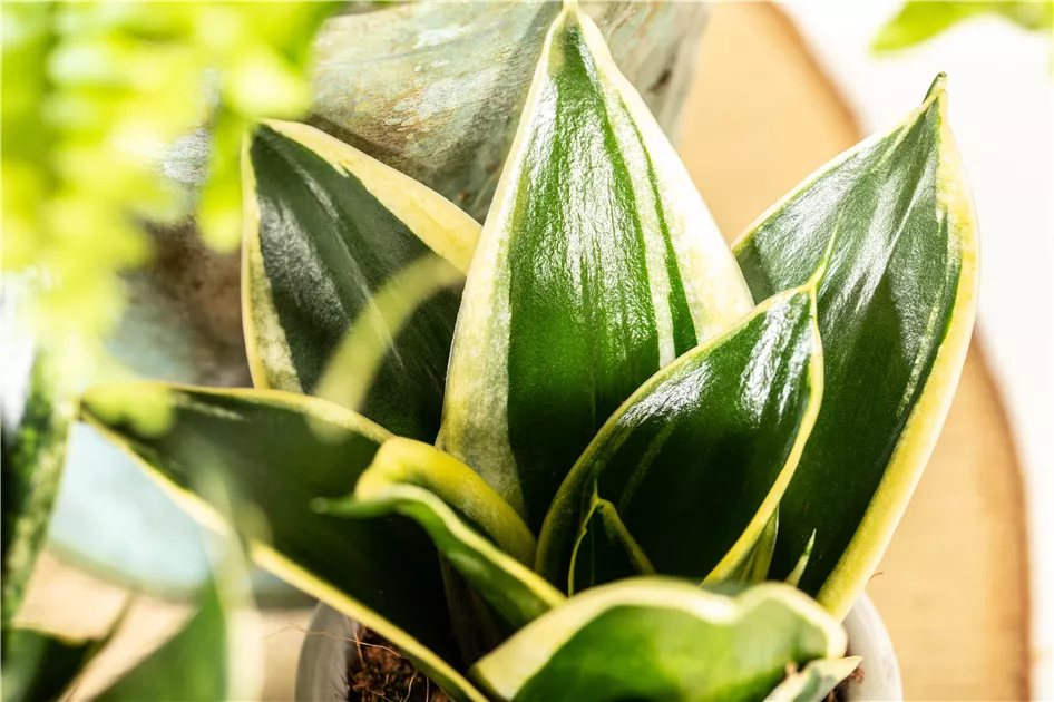 Sansevieria trifasciata 'Hahnii Jade Pagoda'