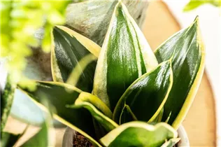 - Sansevieria trifasciata 'Hahnii Jade Pagoda'  - Sansevieria trifasciata 'Hahnii Jade Pagoda'