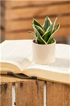 - Sansevieria trifasciata 'Hahnii Jade Pagoda'  - Sansevieria trifasciata 'Hahnii Jade Pagoda'