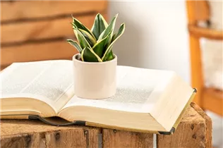 - Sansevieria trifasciata 'Hahnii Jade Pagoda'  - Sansevieria trifasciata 'Hahnii Jade Pagoda'