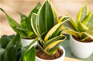 - Sansevieria trifasciata 'Hahnii Jade Pagoda'  - Sansevieria trifasciata 'Hahnii Jade Pagoda'