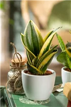 - Sansevieria trifasciata 'Hahnii Jade Pagoda'  - Sansevieria trifasciata 'Hahnii Jade Pagoda'