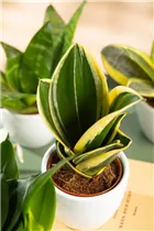 - Sansevieria trifasciata 'Hahnii Jade Pagoda'  - Sansevieria trifasciata 'Hahnii Jade Pagoda'