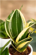 - Sansevieria trifasciata 'Hahnii Jade Pagoda'  - Sansevieria trifasciata 'Hahnii Jade Pagoda'