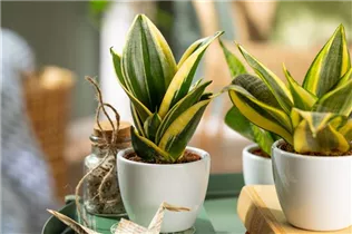 - Sansevieria trifasciata 'Hahnii Jade Pagoda'  - Sansevieria trifasciata 'Hahnii Jade Pagoda'