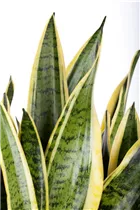  - Sansevieria trifasciata var. laurentii