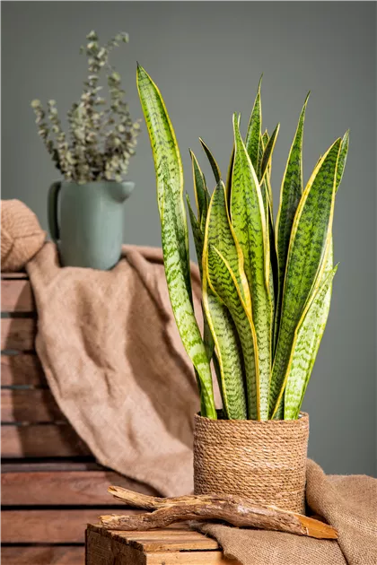 sansevieria mikado pflege Sansevieria platinum Mikado – Secret Garden Plant Shop main image 1