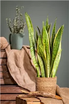  - Sansevieria trifasciata var. laurentii