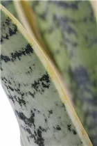  - Sansevieria trifasciata var. laurentii