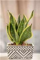  - Sansevieria trifasciata var. laurentii