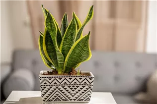  - Sansevieria trifasciata var. laurentii