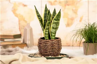  - Sansevieria trifasciata var. laurentii