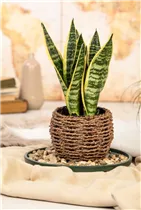  - Sansevieria trifasciata var. laurentii