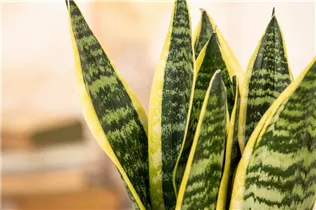  - Sansevieria trifasciata var. laurentii