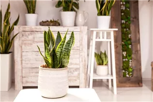  - Sansevieria trifasciata var. laurentii