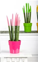  - Sansevieria Velvet Touch®