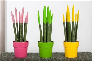  - Sansevieria Velvet Touch®