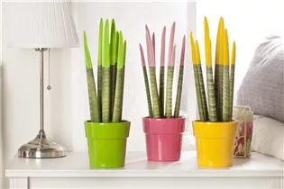  - Sansevieria Velvet Touch®