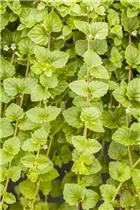 - Satureja douglasii 'Indian Mint'  - Satureja douglasii 'Indian Mint'