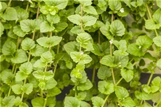 - Satureja douglasii 'Indian Mint'  - Satureja douglasii 'Indian Mint'