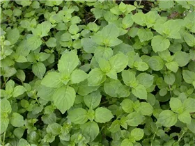 - Satureja douglasii 'Indian Mint'  - Satureja douglasii 'Indian Mint'