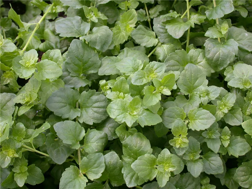Satureja douglasii 'Indian Mint'