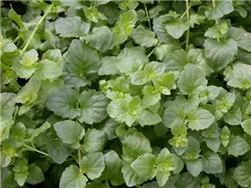 - Satureja douglasii 'Indian Mint'  - Satureja douglasii 'Indian Mint'
