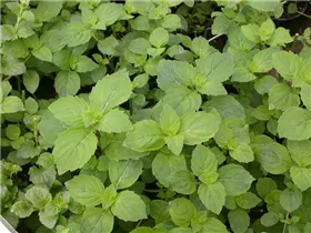 - Satureja douglasii 'Indian Mint'  - Satureja douglasii 'Indian Mint'