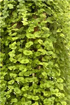 - Satureja douglasii 'Indian Mint'  - Satureja douglasii 'Indian Mint'