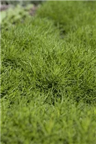  - Santolina viridis 'Olivia'