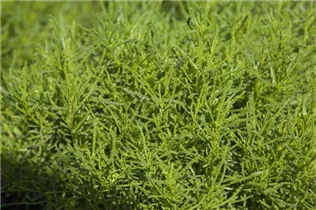  - Santolina viridis 'Olivia'