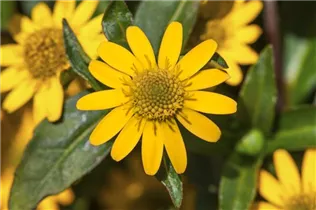  - Sanvitalia procumbens 'Aztekengold'