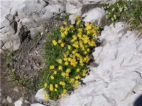  - Saxifraga aizoides