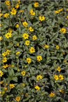  - Sanvitalia procumbens 'Superbini'