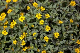  - Sanvitalia procumbens 'Superbini'