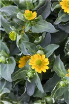  - Sanvitalia procumbens 'Superbini'