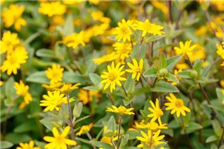  - Sanvitalia procumbens 'Superbini'