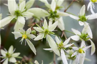  - Saxifraga cortusifolia var. fortunei