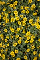  - Sanvitalia 'Starbini'(s)