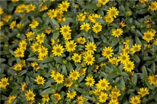  - Sanvitalia 'Starbini'(s)