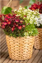 - Saxifraga x arendsii  - Saxifraga x arendsii