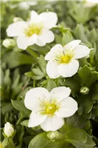 - Saxifraga x arendsii  - Saxifraga x arendsii