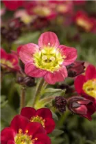 - Saxifraga x arendsii  - Saxifraga x arendsii